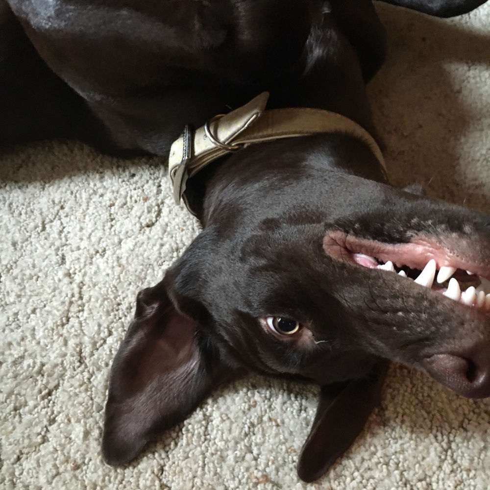 Meet your Posher, Diana